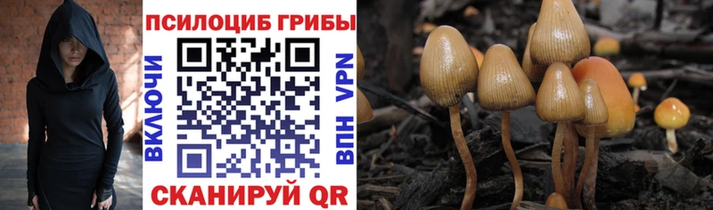 Псилоцибиновые грибы Psilocybine cubensis  KRAKEN сайт  Кузнецк  купить  